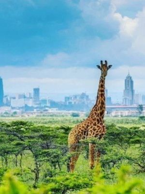 Wild Savannah Encounters
