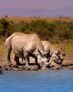 African Wildlife