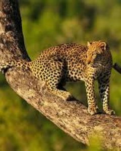 Leopard Safari