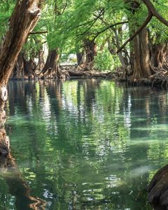 Natural Beauty
