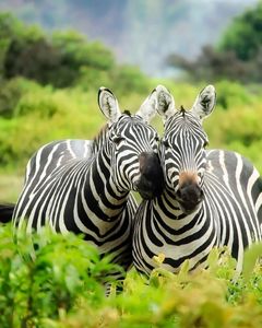 Safari Experience