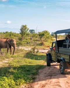 Safari Jeep